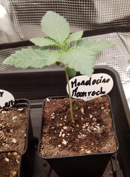 Mendocino moonrock bluedog Genetics. Week 2