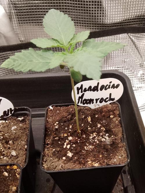 Mendocino moonrock bluedog Genetics. Week 2
