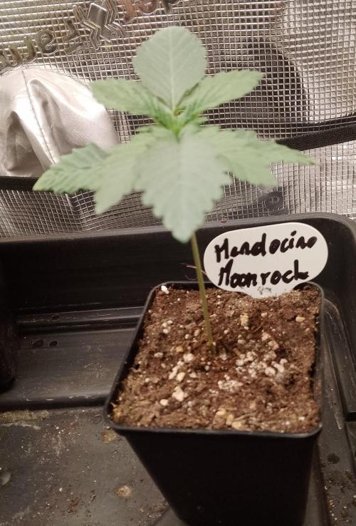 Mendocino moonrock bluedog Genetics. Week 2