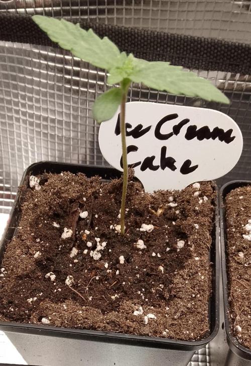 Ice Cream Cake Zamnesia. Week 2
