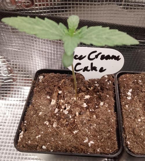 Ice Cream Cake Zamnesia. Week 2