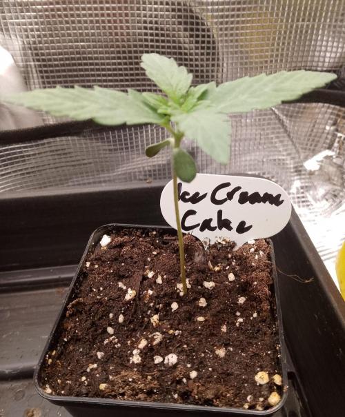 Ice Cream Cake Zamnesia. Week 2