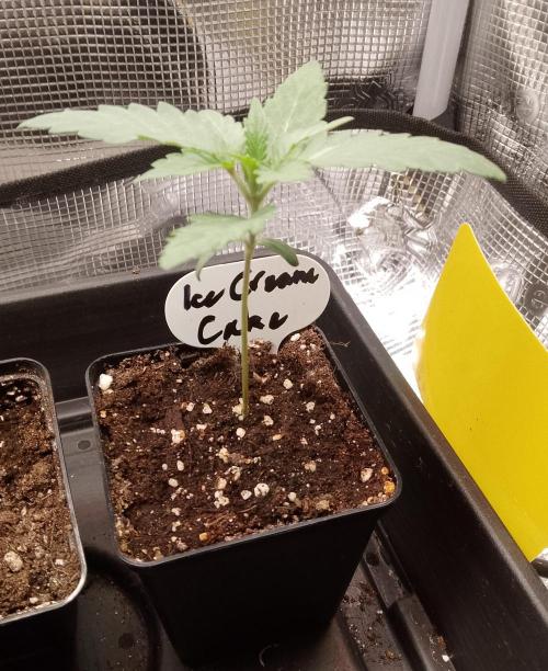 Ice Cream Cake Zamnesia. Week 2