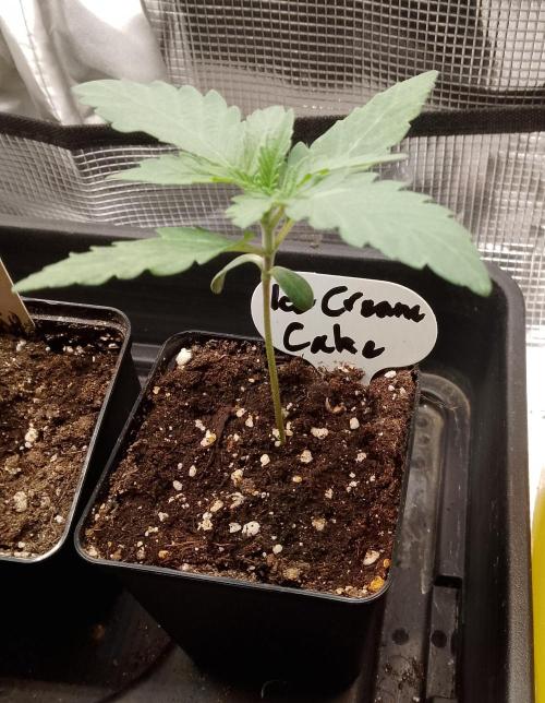 Ice Cream Cake Zamnesia. Week 2