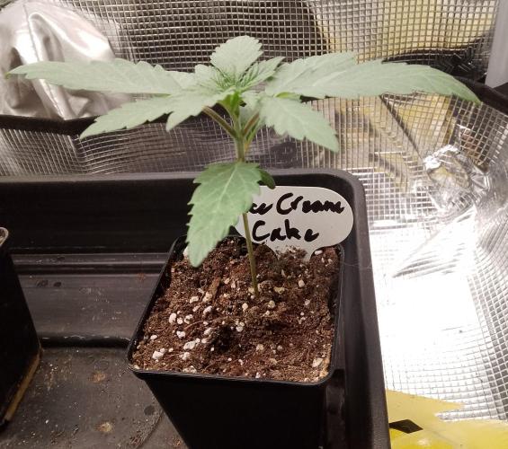 Ice Cream Cake Zamnesia. Week 2