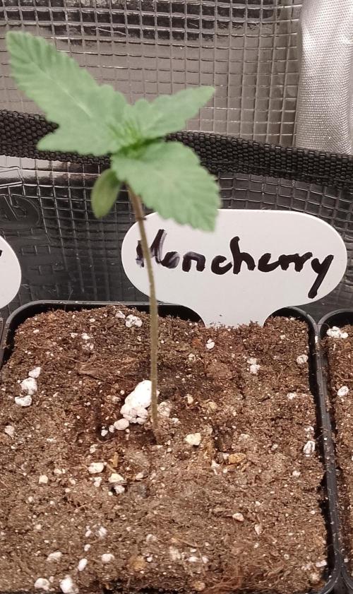 Moncherry Amsterdam genetics. Week 2