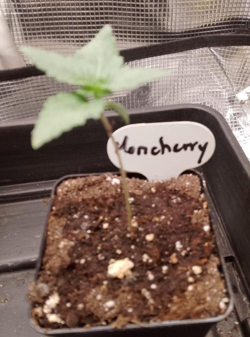 Moncherry Amsterdam genetics. Week 2