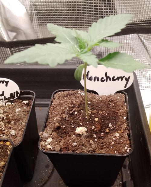 Moncherry Amsterdam genetics. Week 2