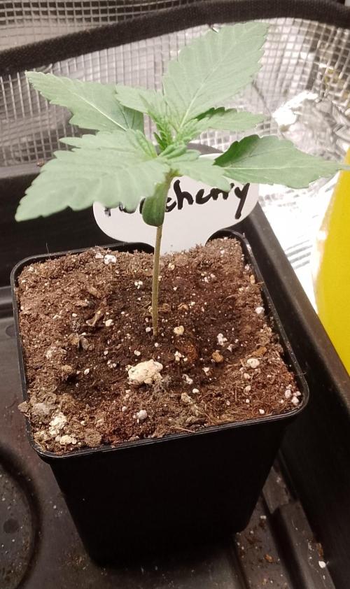 Moncherry Amsterdam genetics. Week 2