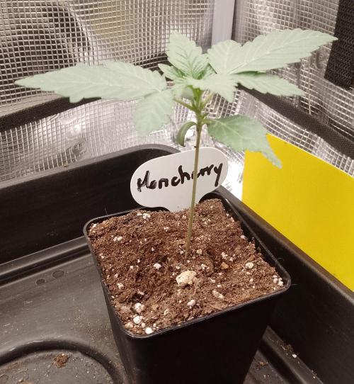 Moncherry Amsterdam genetics. Week 2
