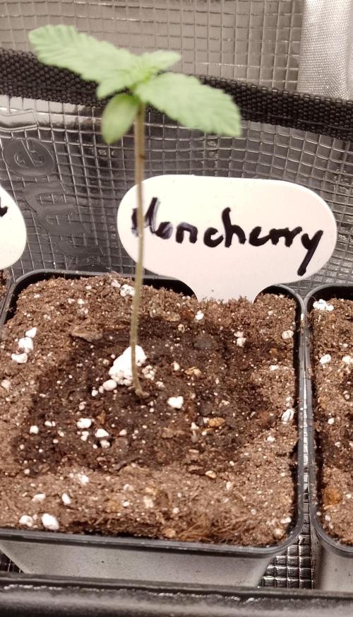 Moncherry Amsterdam genetics. Week 2