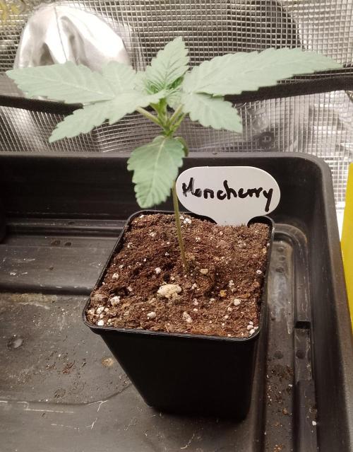 Moncherry Amsterdam genetics. Week 2