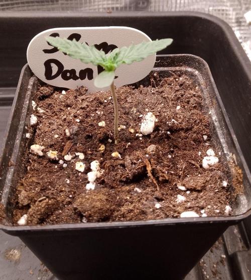 Slam Dank Sensi Seeds. Week 2