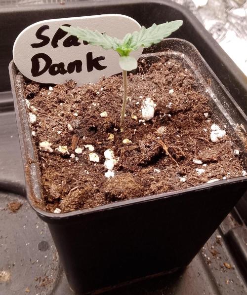 Slam Dank Sensi Seeds. Week 2