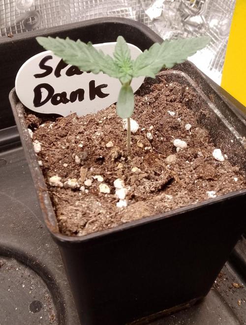 Slam Dank Sensi Seeds. Week 2