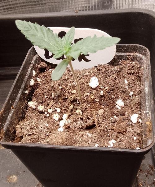 Slam Dank Sensi Seeds. Week 2