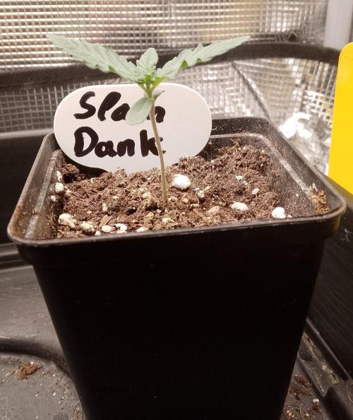 Slam Dank Sensi Seeds. Week 2