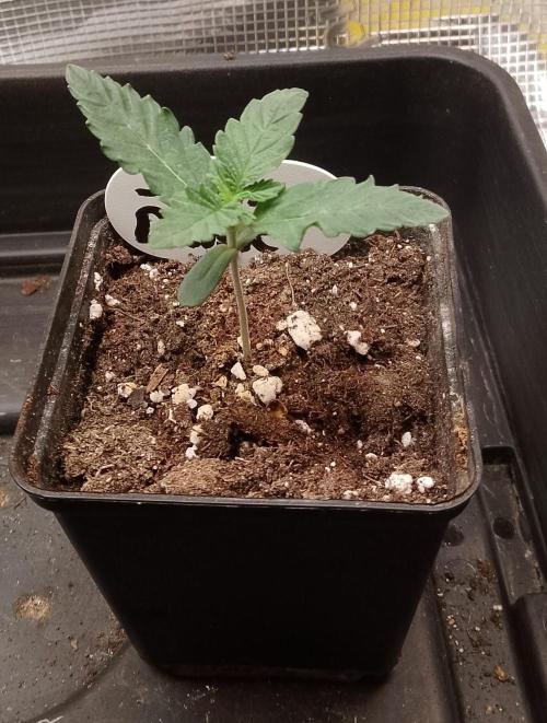 Slam Dank Sensi Seeds. Week 2