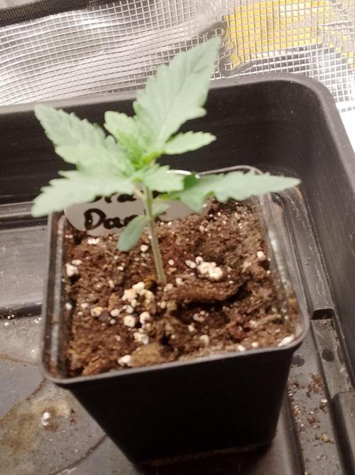 Slam Dank Sensi Seeds. Week 2