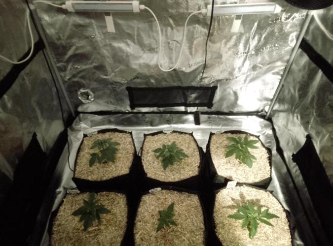 Moncherry Amsterdam genetics. Week 3
