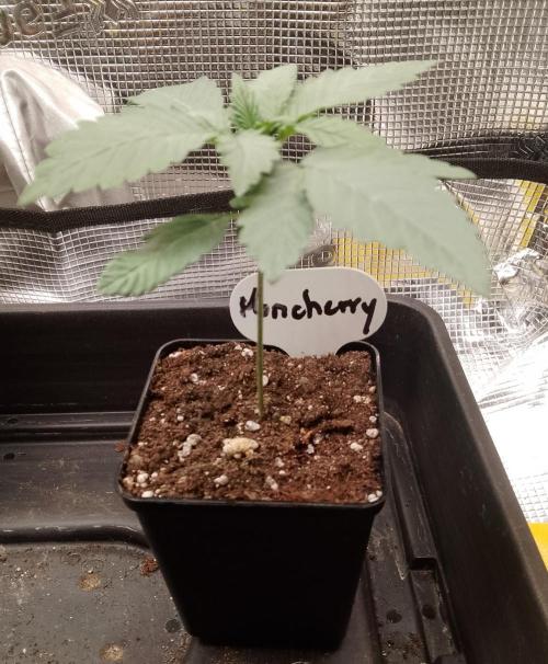 Moncherry Amsterdam genetics. Week 3