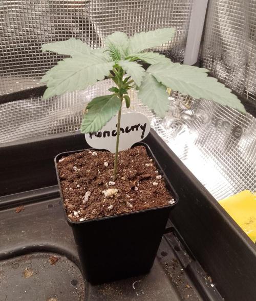 Moncherry Amsterdam genetics. Week 3