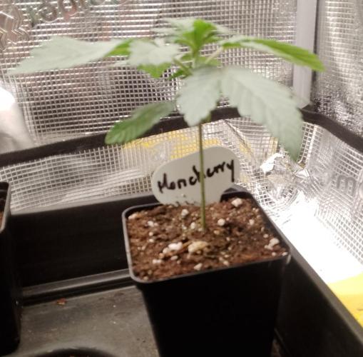 Moncherry Amsterdam genetics. Week 3