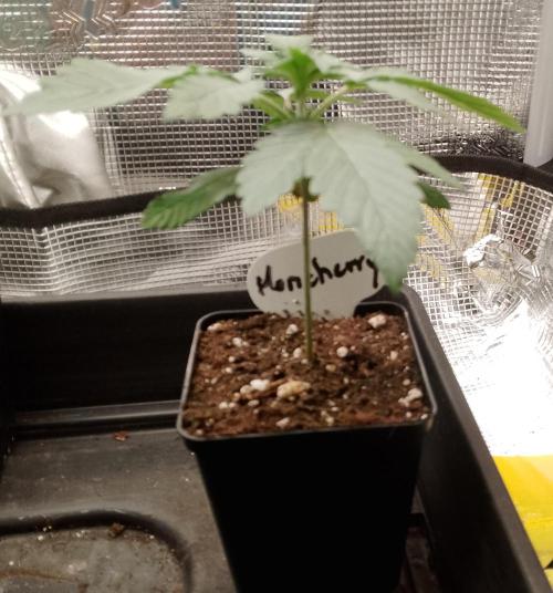 Moncherry Amsterdam genetics. Week 3