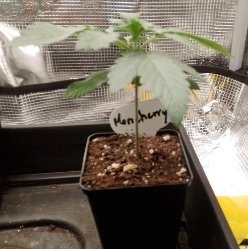 Moncherry Amsterdam genetics. Week 3