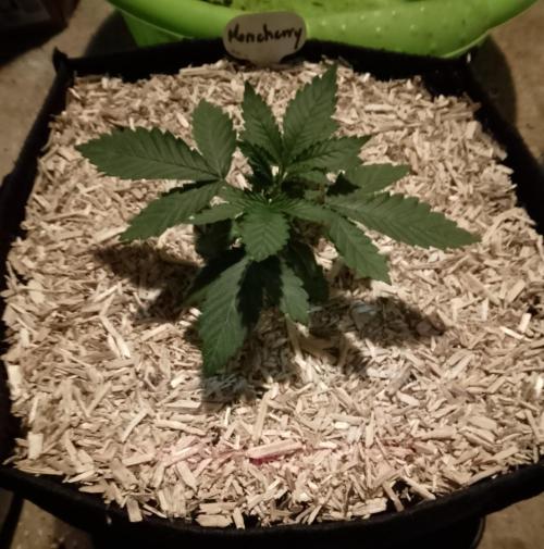 Moncherry Amsterdam genetics. Week 3