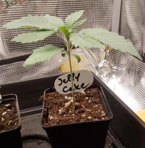 Jelly Cake Barney's Farm. Week 3