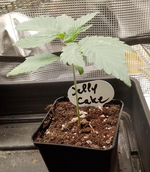 Jelly Cake Barney's Farm. Week 3