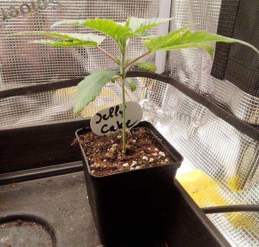 Jelly Cake Barney's Farm. Week 3