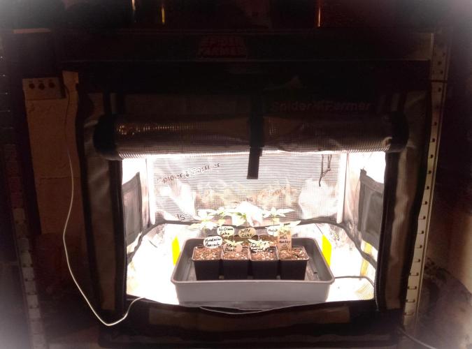 Blue Monkey Exotic seed. Week 3