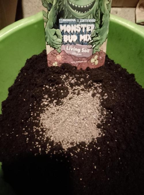 Blue Monkey Exotic seed. Week 3