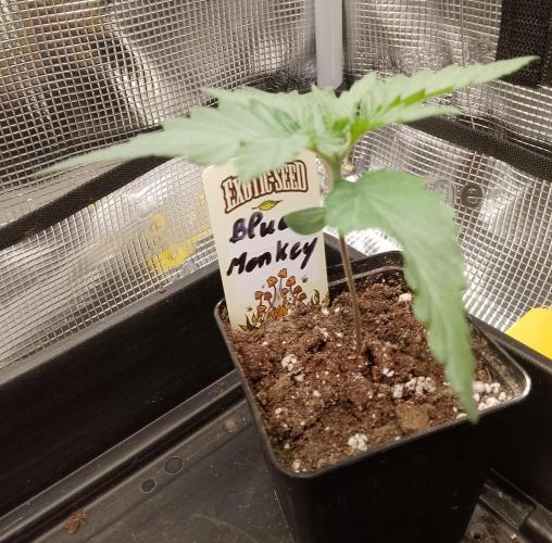 Blue Monkey Exotic seed. Week 3