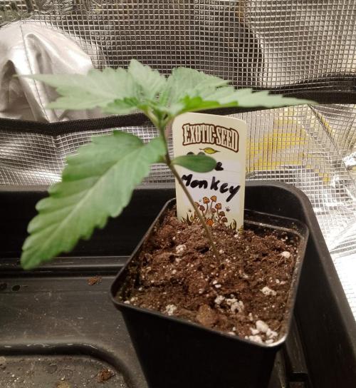 Blue Monkey Exotic seed. Week 3