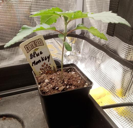 Blue Monkey Exotic seed. Week 3