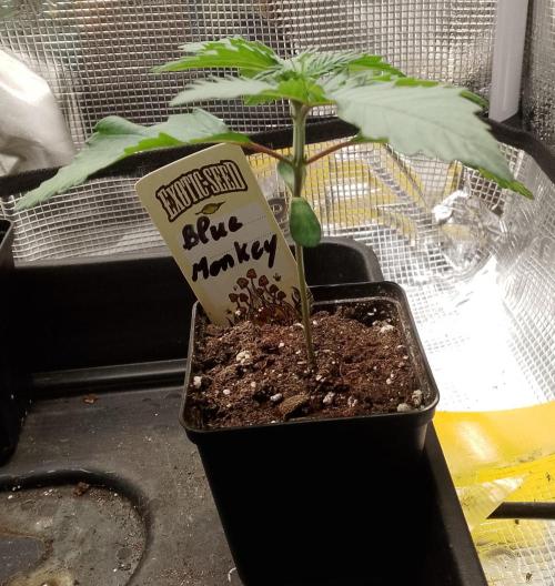 Blue Monkey Exotic seed. Week 3