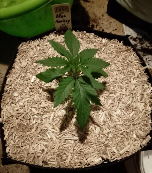 Blue Monkey Exotic seed. Week 3