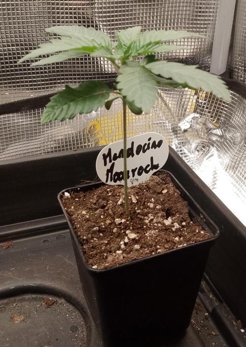Mendocino moonrock bluedog Genetics. Week 3
