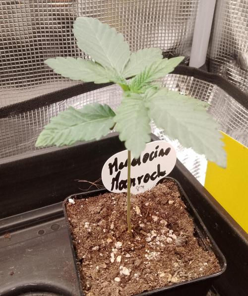 Mendocino moonrock bluedog Genetics. Week 3
