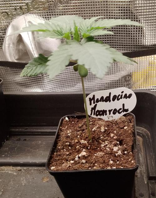 Mendocino moonrock bluedog Genetics. Week 3