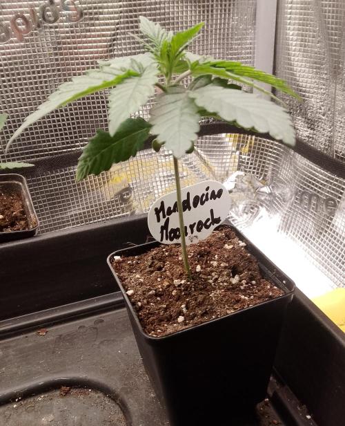 Mendocino moonrock bluedog Genetics. Week 3