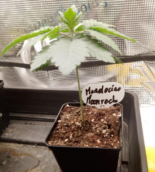Mendocino moonrock bluedog Genetics. Week 3
