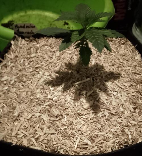 Mendocino moonrock bluedog Genetics. Week 3