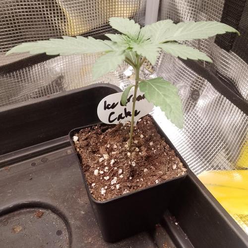 Ice Cream Cake Zamnesia. Week 3