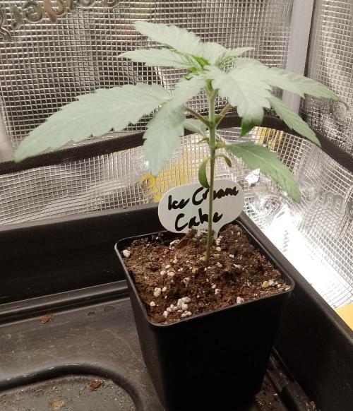 Ice Cream Cake Zamnesia. Week 3