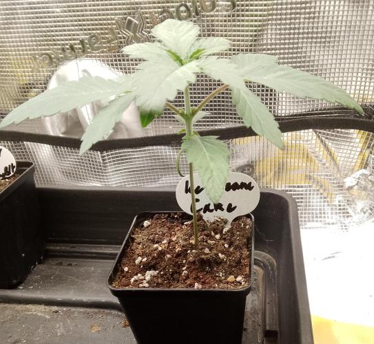 Ice Cream Cake Zamnesia. Week 3