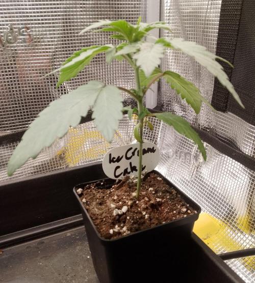 Ice Cream Cake Zamnesia. Week 3